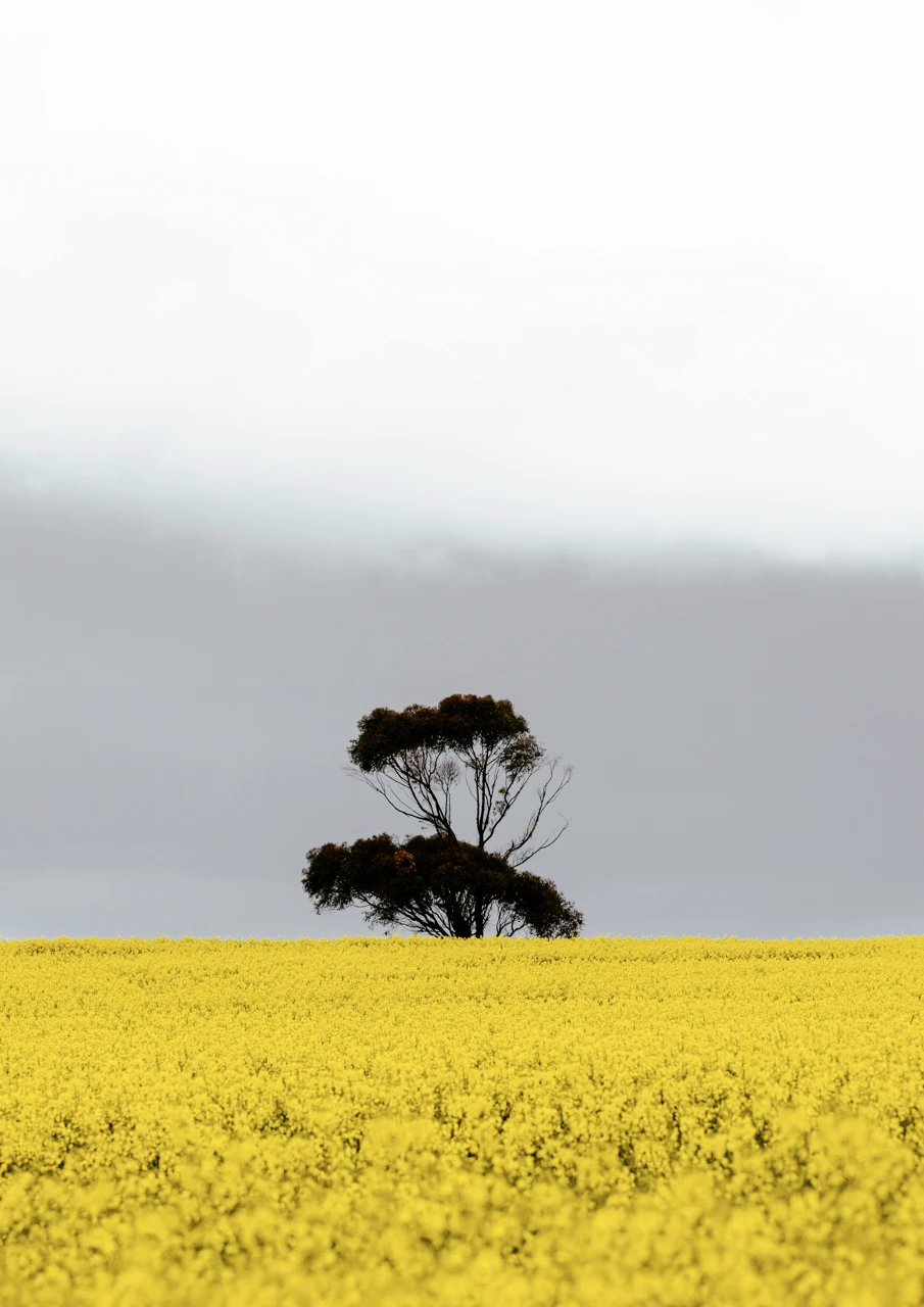 Canola field