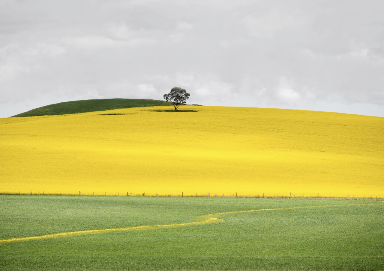 Yellow and green