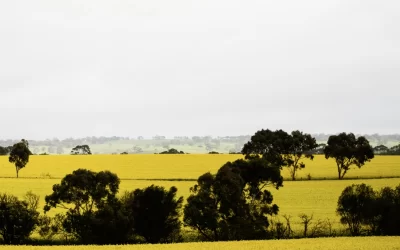 Canola fields are here again