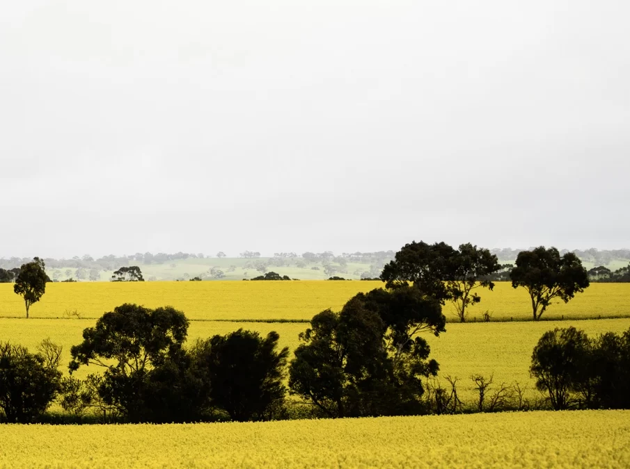 The canola fields of 2024 are here, get your camera out!!