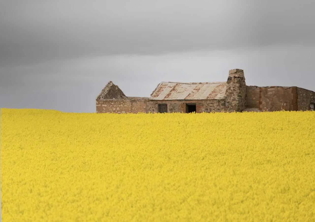 Canola and old house
