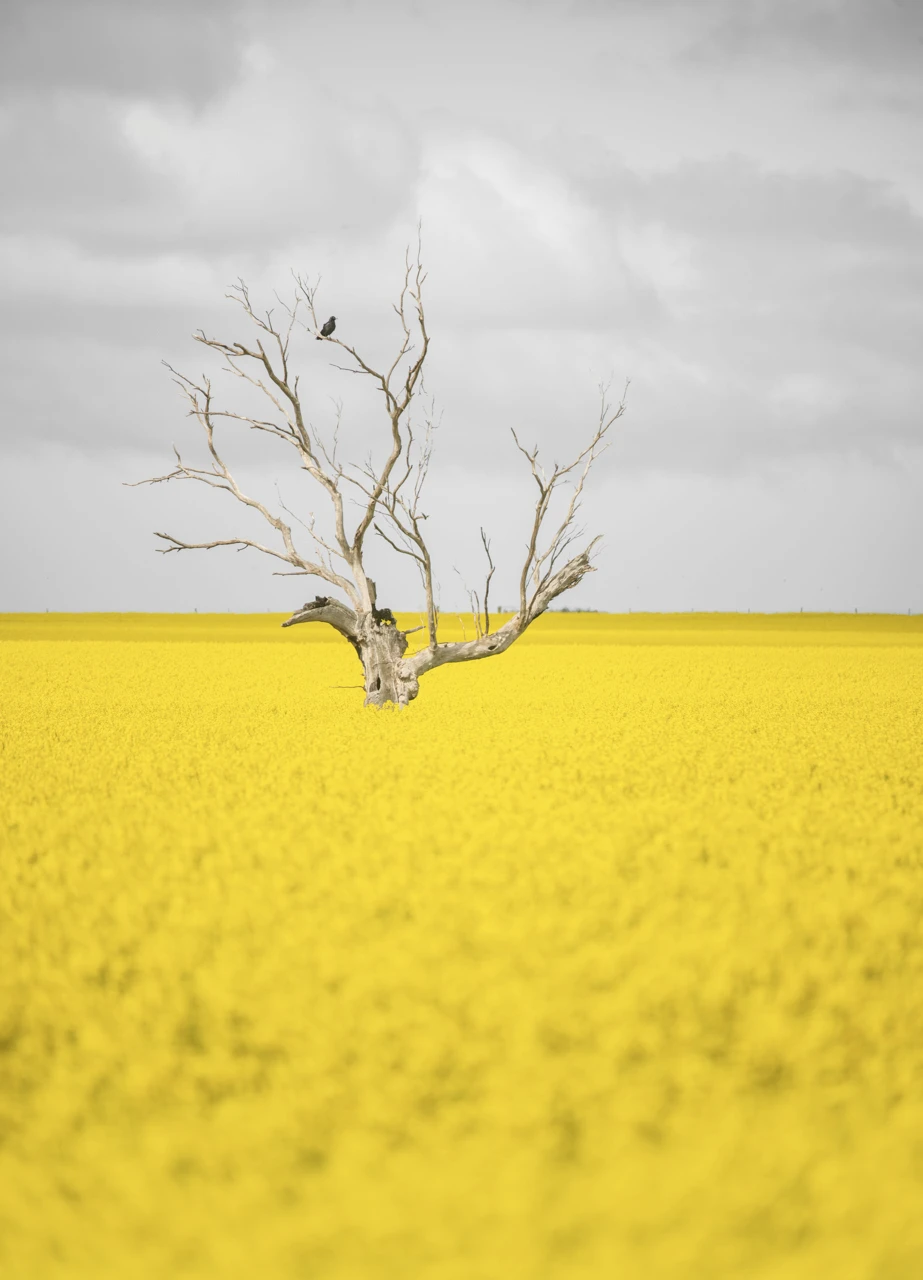 Canola field and crow in a tree