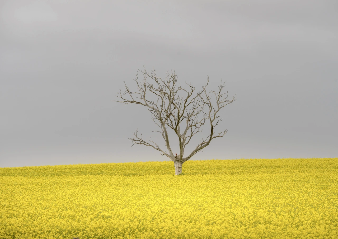 Old tree in canola field