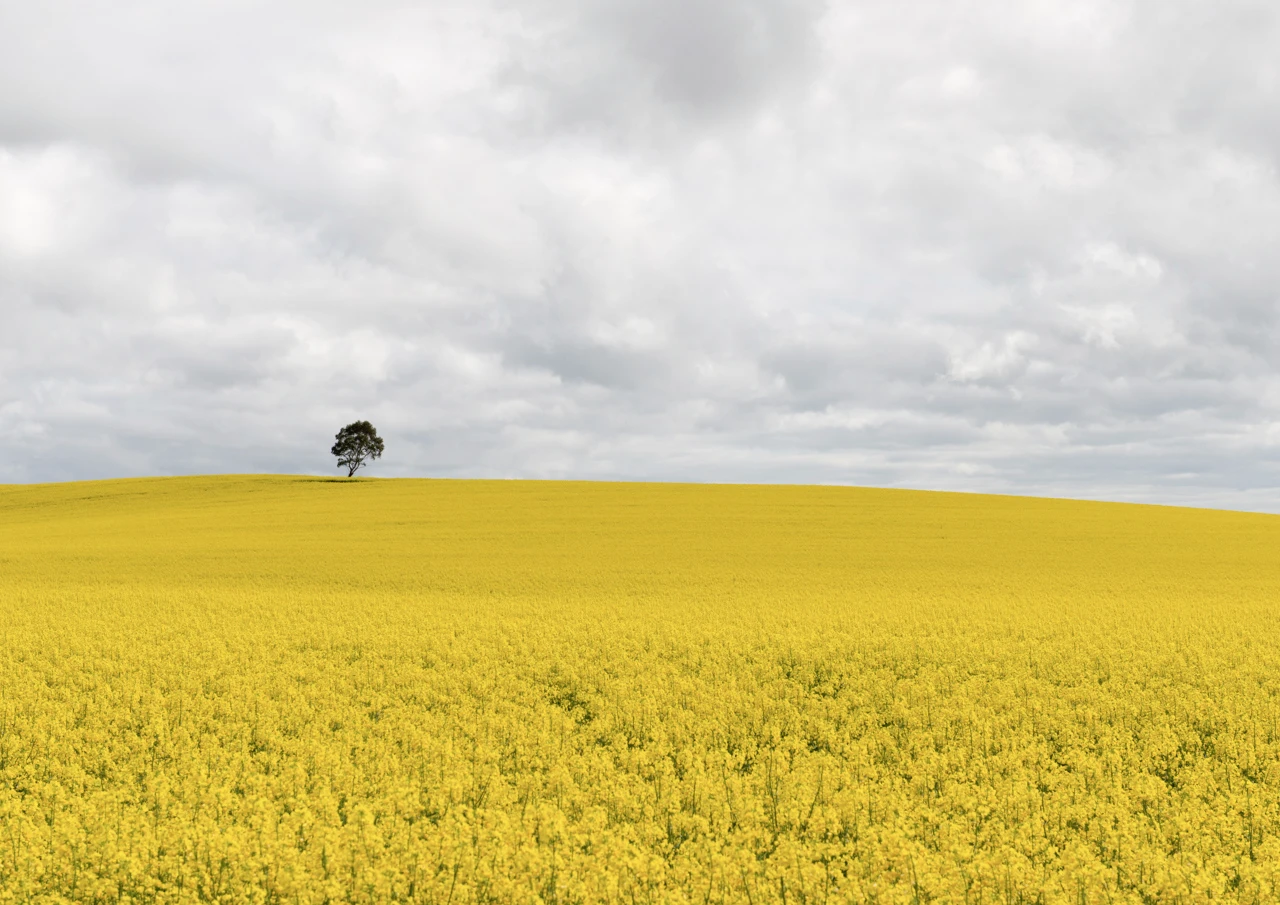 tree in yellow canola field