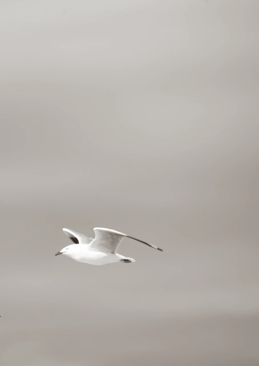 Seagull in sepia