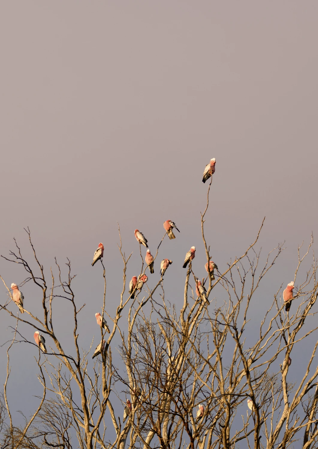Galahs in the evening light