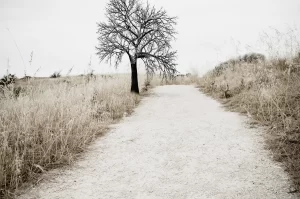 road and old tree