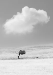 lone-tree