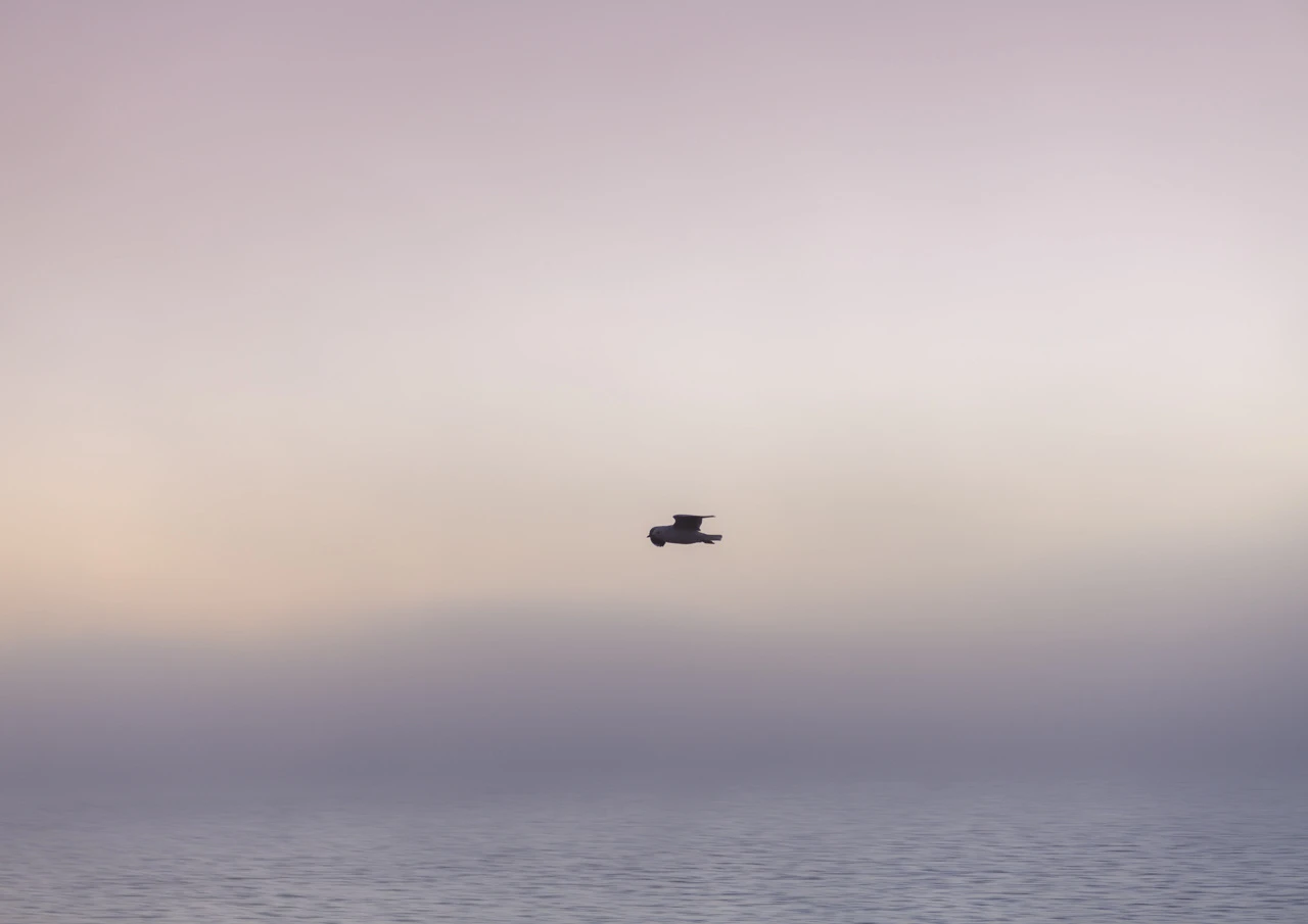 Dark bird Seagull on a foggy morning