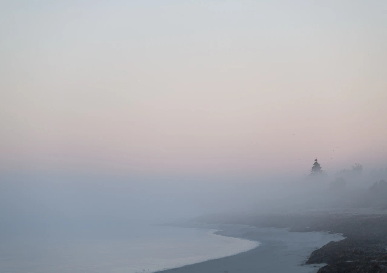 I can see the trees Trees in the fog
