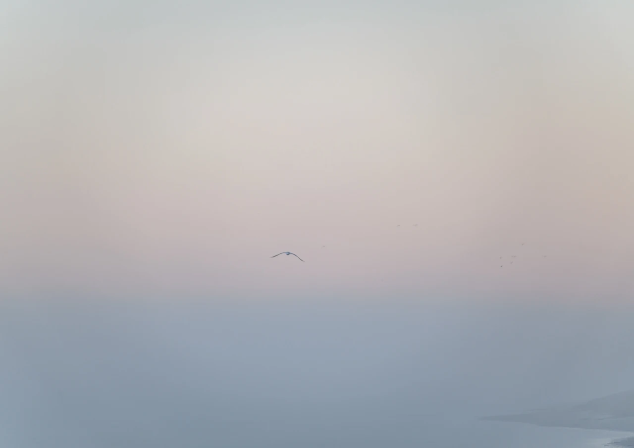 Sea bird flying in fog