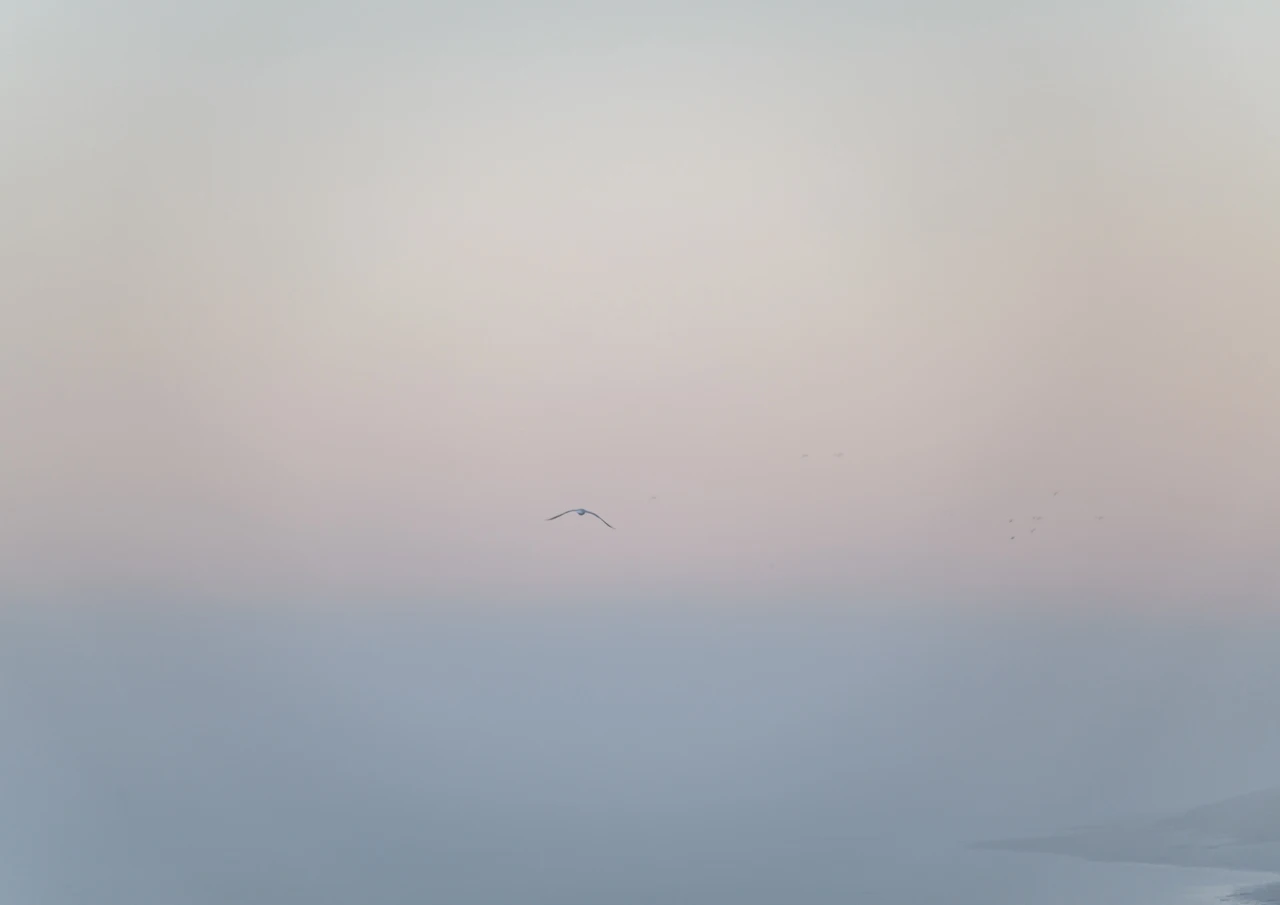 Sprit flying by Sea bird flying in fog
