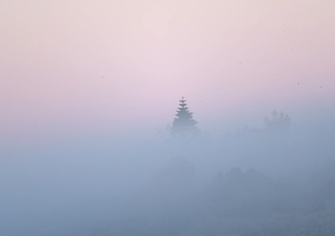 Tree top in fog