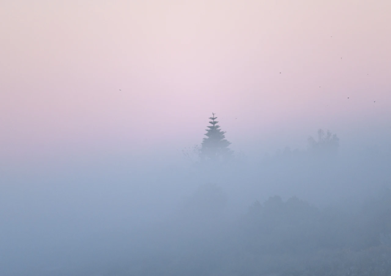 Tree in fog Tree top in fog
