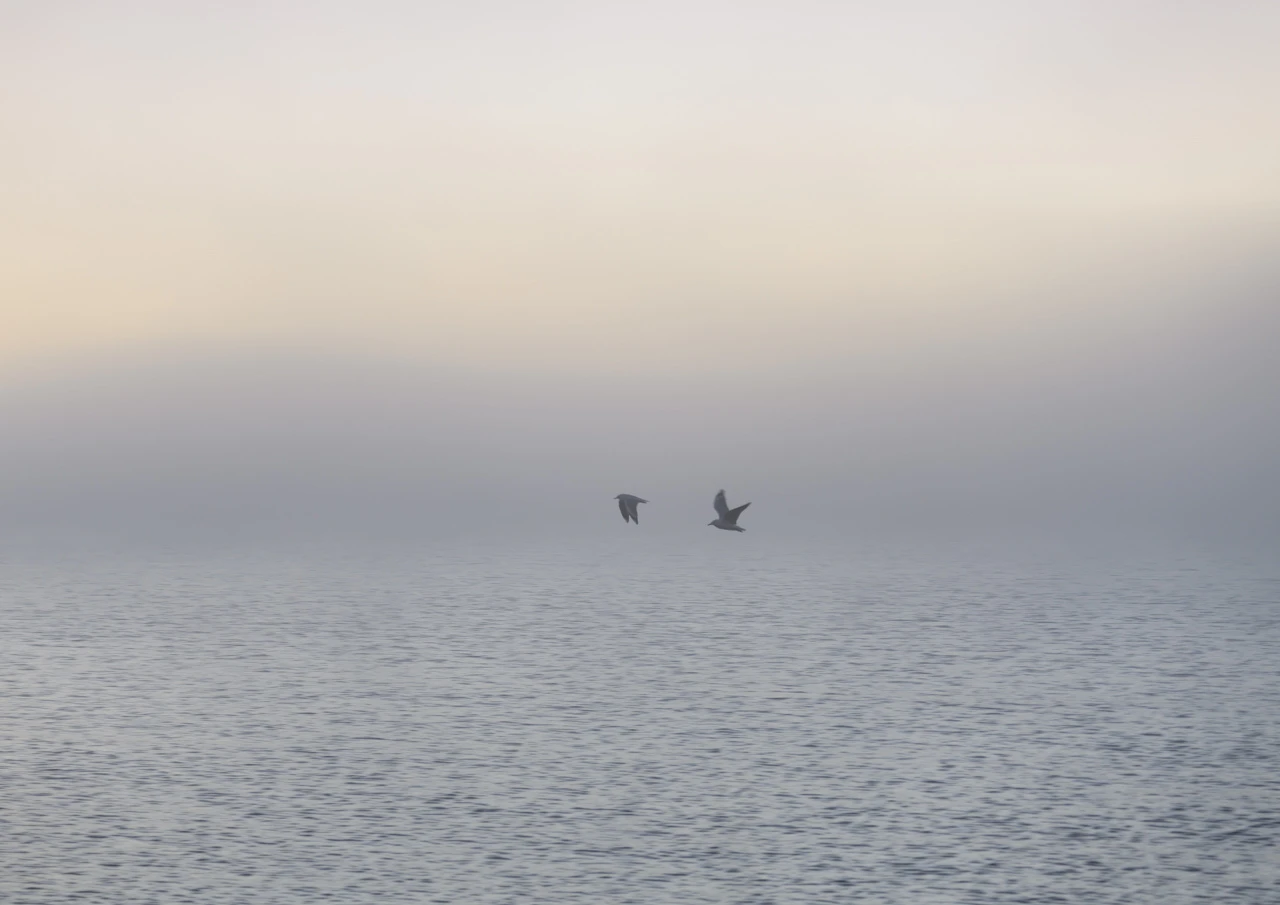 Two sea birds in the fog