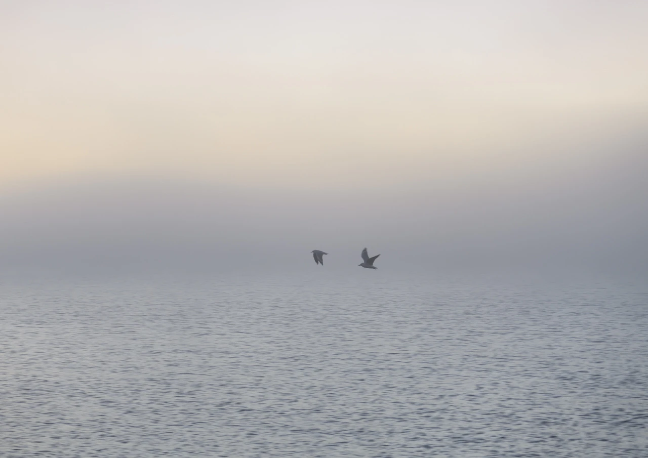 Two seabirds Two sea birds in the fog