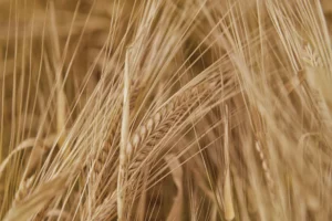 Wheat up close