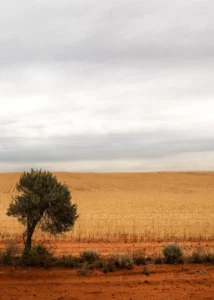 One tree by the fence