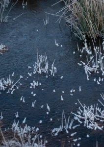 Frozen ble ground and a few grasses