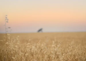 Pink sky and a lovely wheat field