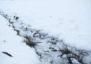 A frozen stream in the snow