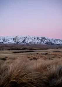 Golden grass with mountain in the background