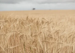 Wheat field with tiny tree in the background
