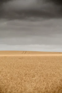 Grey sky and golden wheat field