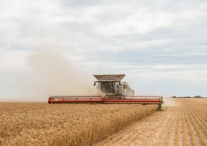 Wheat harvester at harvest time