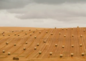 Haybales in lines in a farmers field