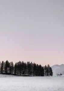 Winter and a line of trees