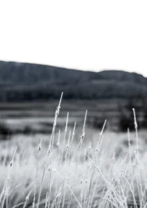Ice on the grasses
