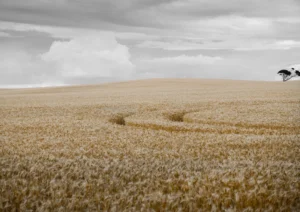 Wheat field
