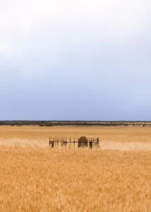 A grave site in a wheat field, South Australia