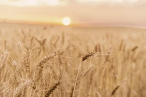 Sun sets over a wheat field