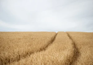 Tracks in a wheat field