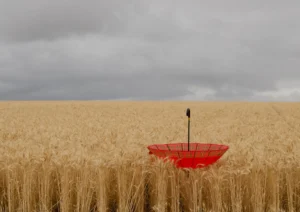 Red umbrella in a wheat field