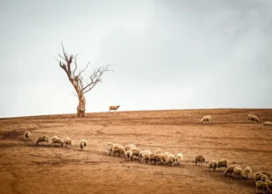 Sheep in a line on a dry summers day