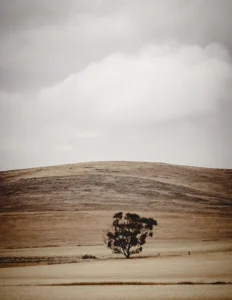 Wheat fields in the Barrossa Valley South Australia