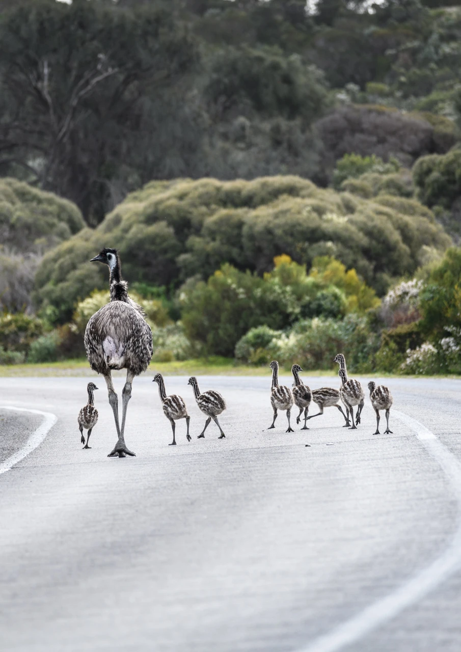 Emus crossing the road Emus crossing the road