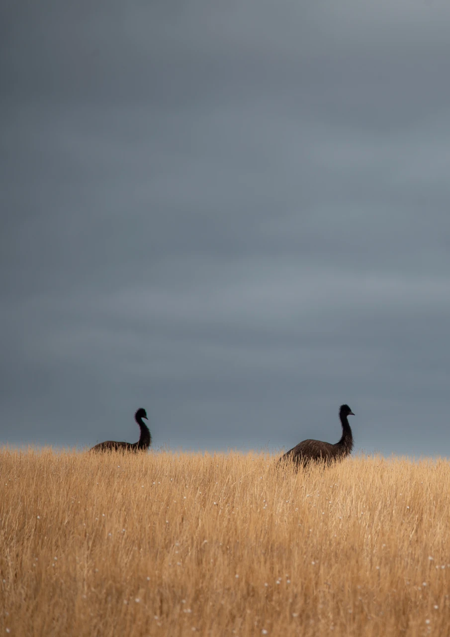 Emus in the evening wandering through long dry grass Emus in the evening wandering in dry grass