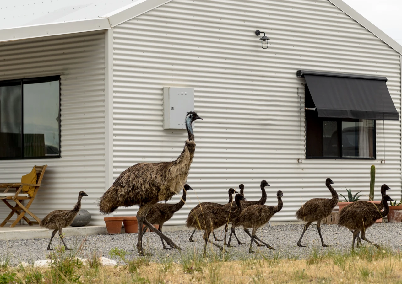 Emus walk by our holiday house Emus walking past the beach house