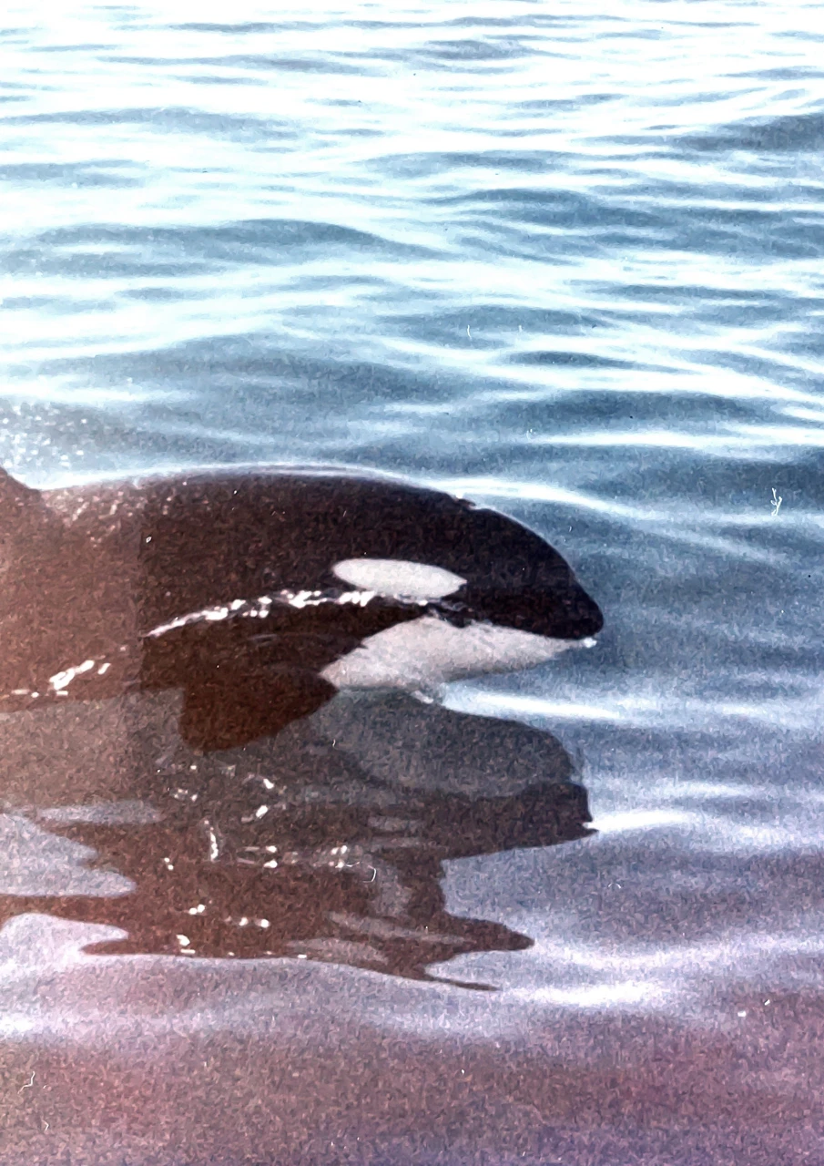 Killer whale Killer whale swims by