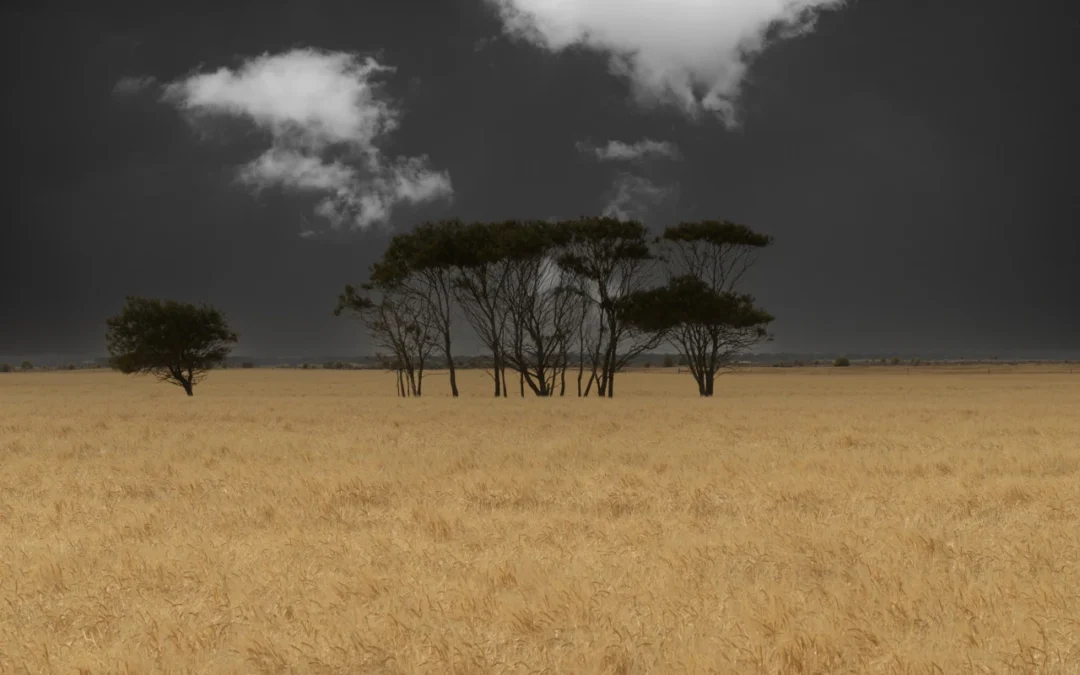Photographing the golden, wheat fields of 2024.