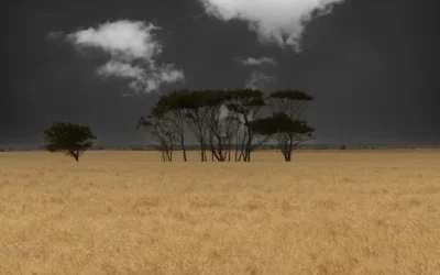 Photographing the golden, wheat fields of 2024.