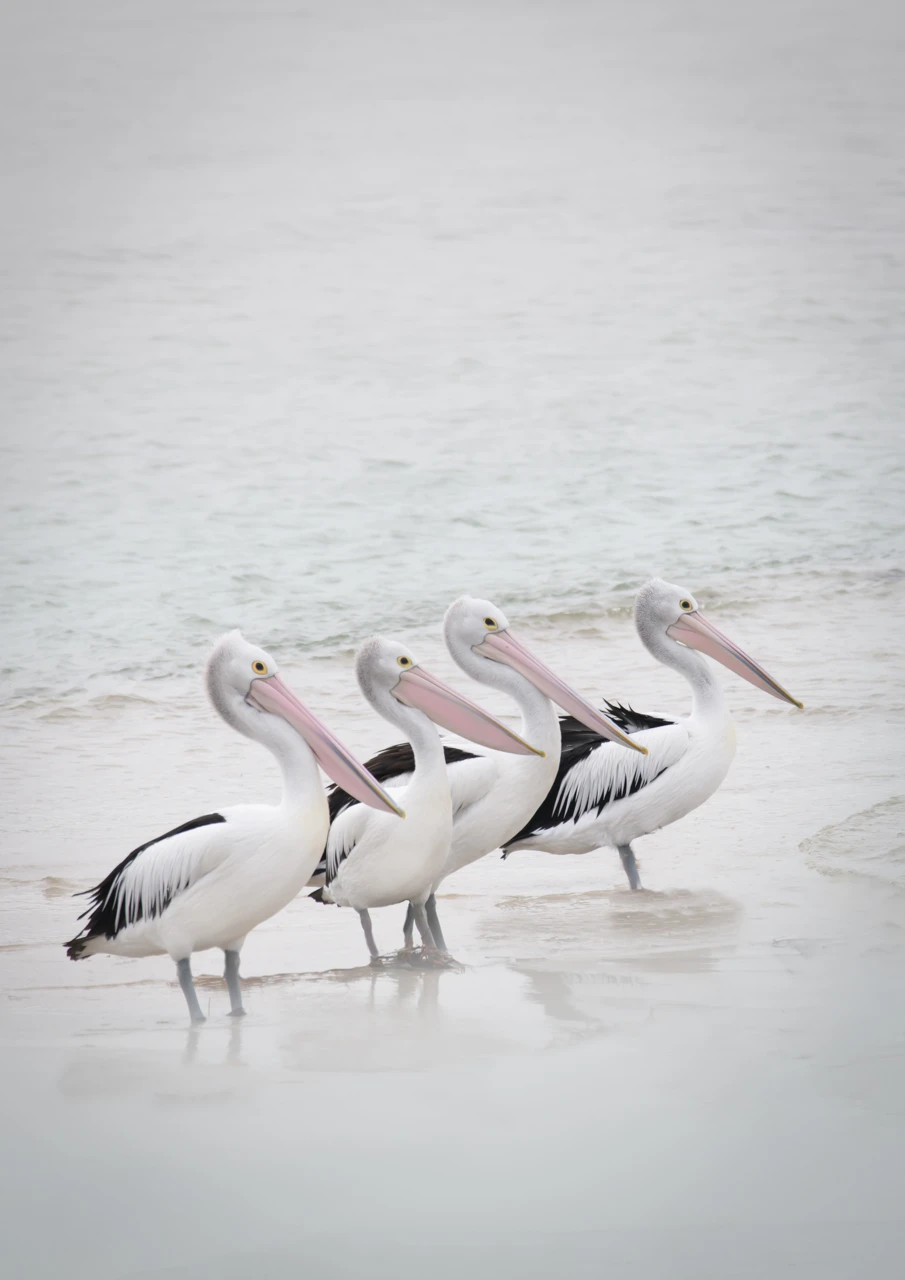 Pelicans Marion Bay Pelicans Marion bay