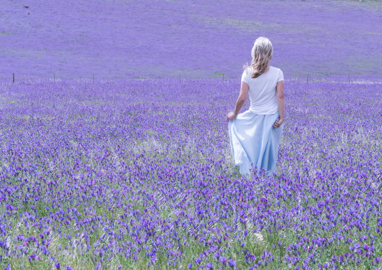 In a purple field of purple Salvation Jane In a field of purple Wendy Philip