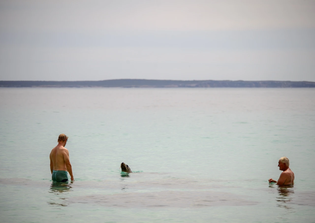 Man and the sea lion A visit from a sea lion as we swim back to our boats
