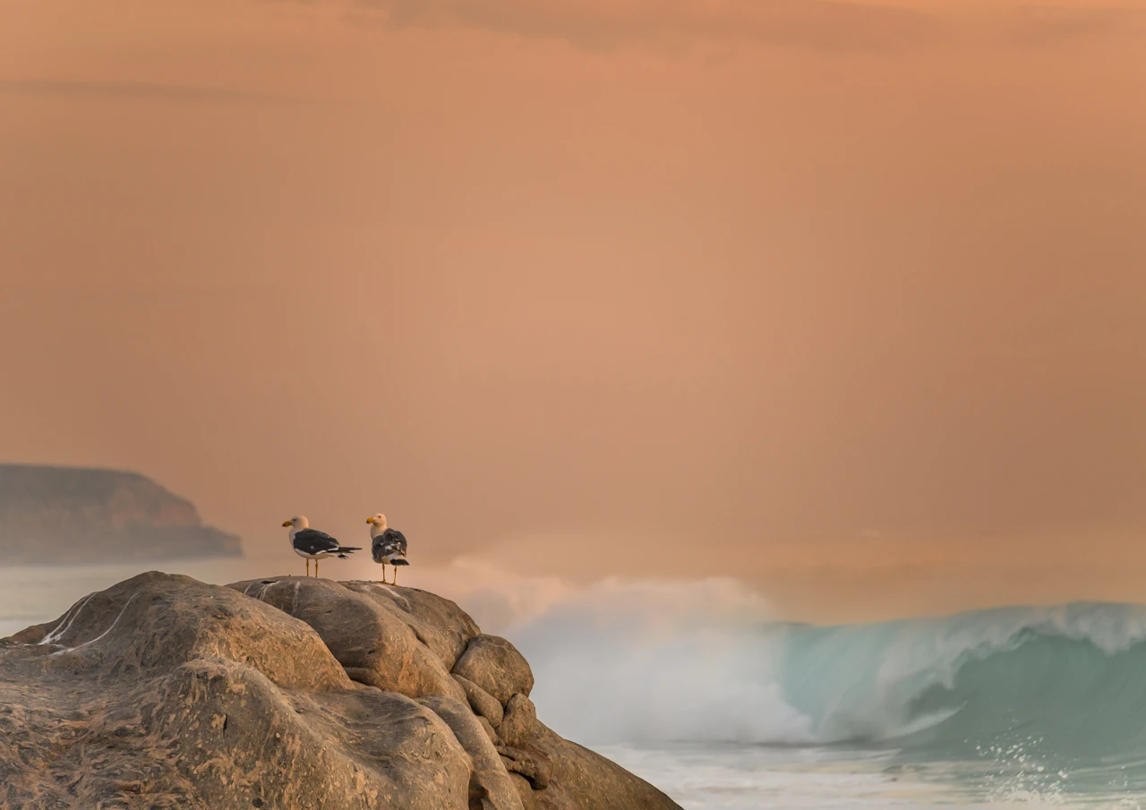 Two pacific gulls at sunset Two gulls in the evening light