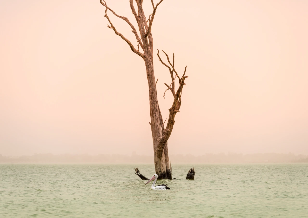 Dust storm at Lake Bonney South Australia and a pelican glides by